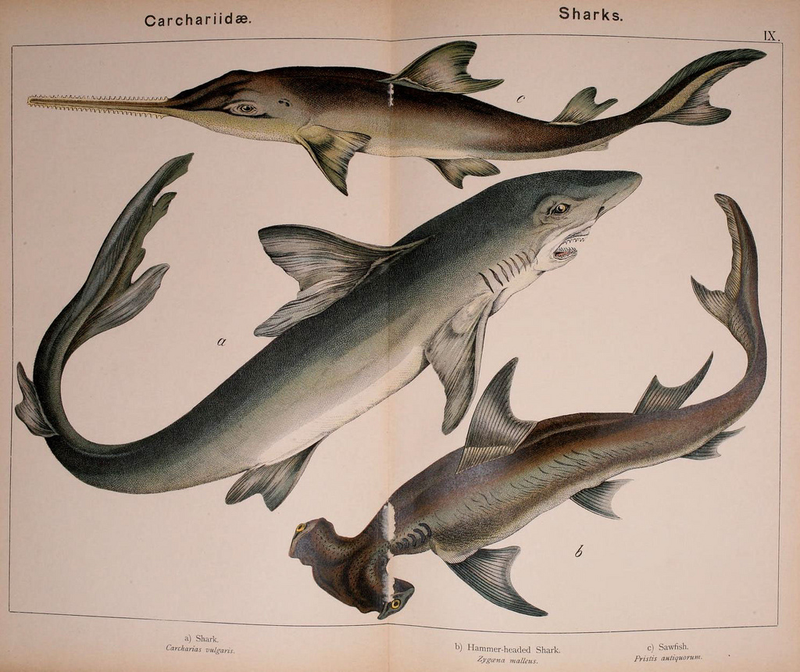 Illustration for article titled Vintage Shark Illustrations Are Jaw-Droppingly Gorgeous